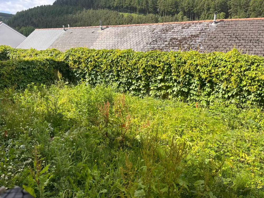 Before: Overgrown garden before vegetation clearance