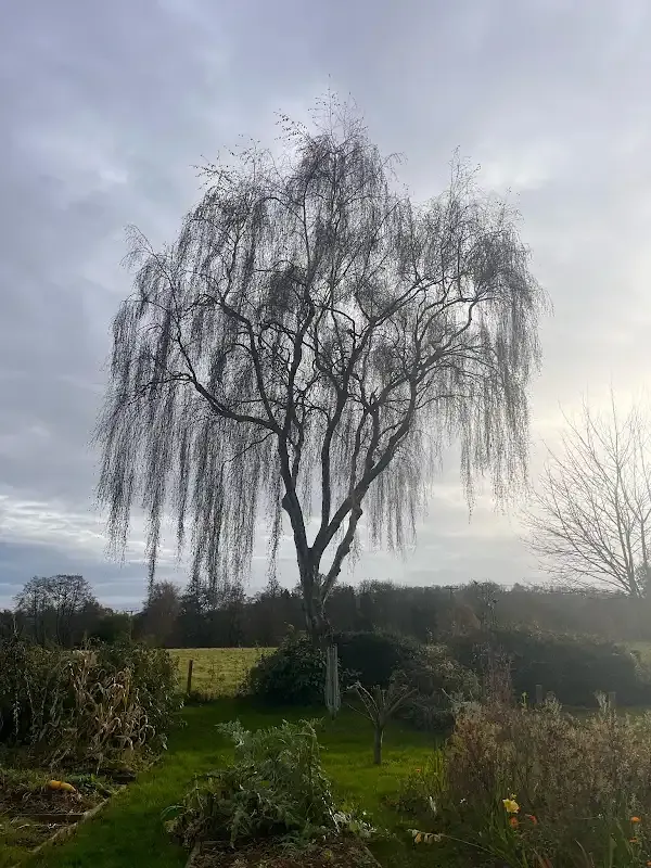 Before: Willow tree before pruning