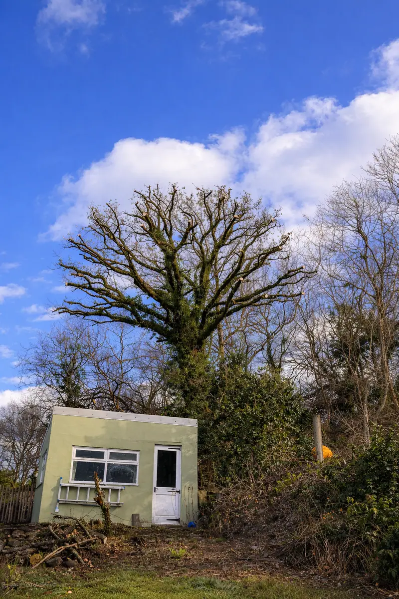 Mature tree following professional crown reduction