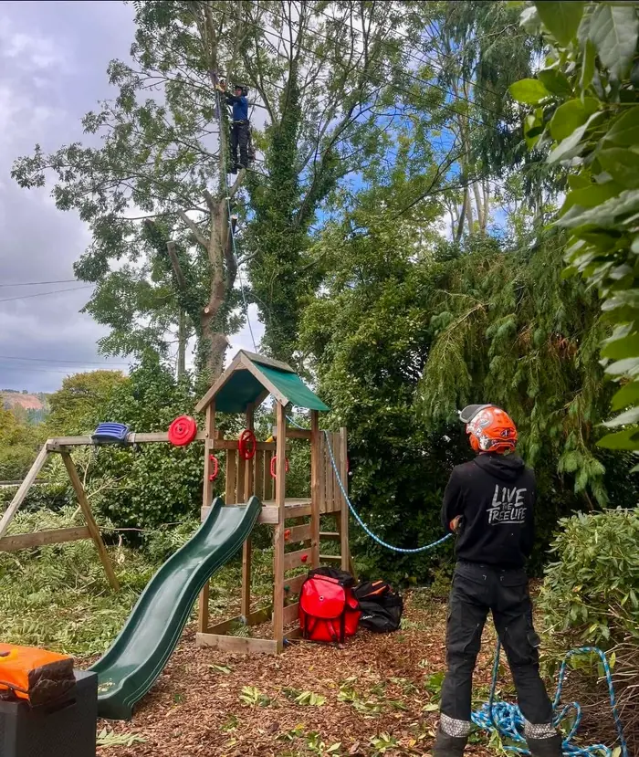 Tree surgeon assessing a tree beside a garden play area