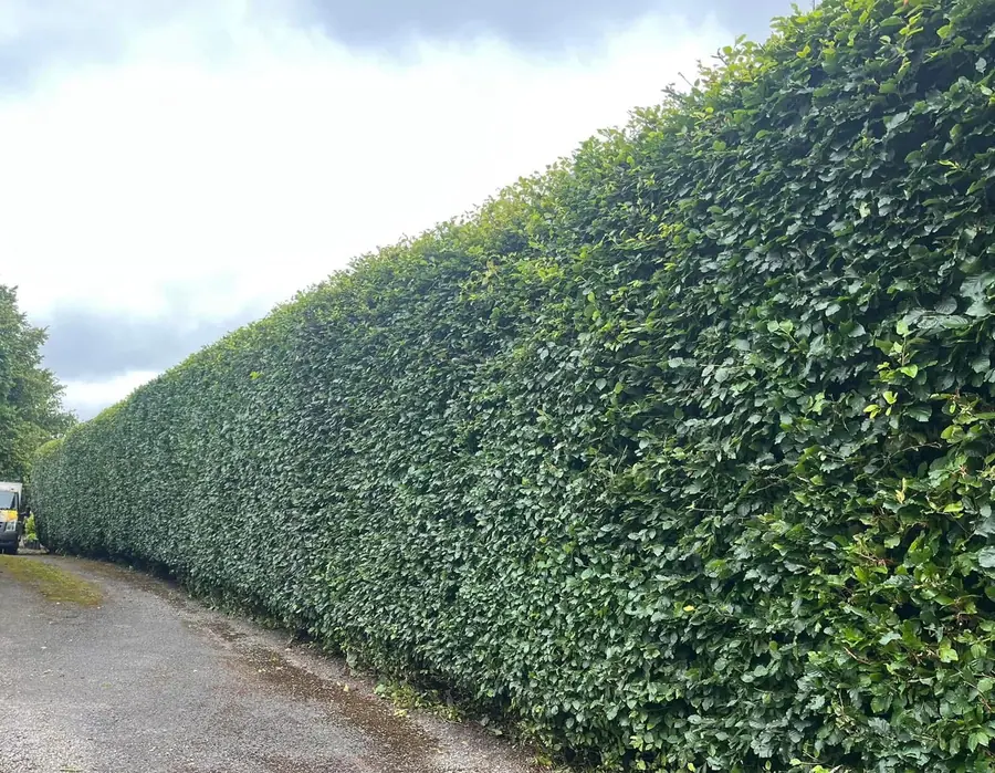 After hedge trimming: neatly shaped hedge along a lane