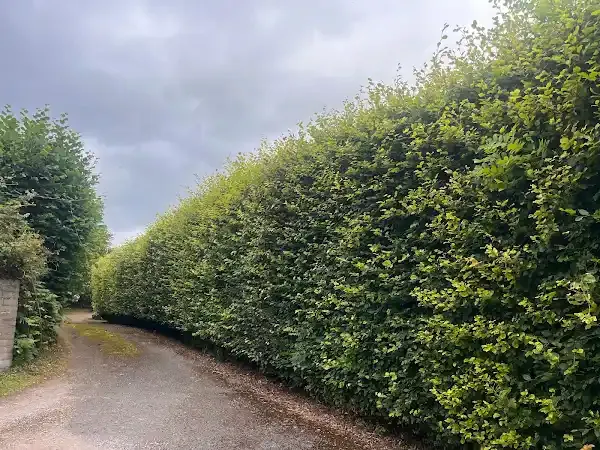 Before hedge trimming: overgrown hedge along a lane