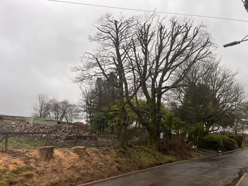 Large mature tree beside the KB Trees and Grounds work vehicles