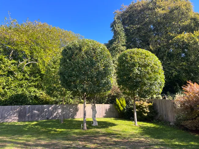 After tree shaping: neatly reduced garden tree crowns