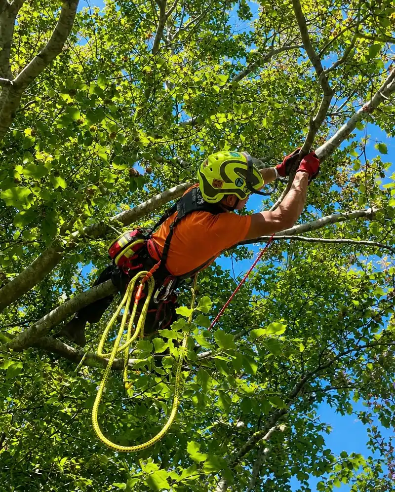 KB Trees and Grounds climber carrying out aerial tree work in the canopy
