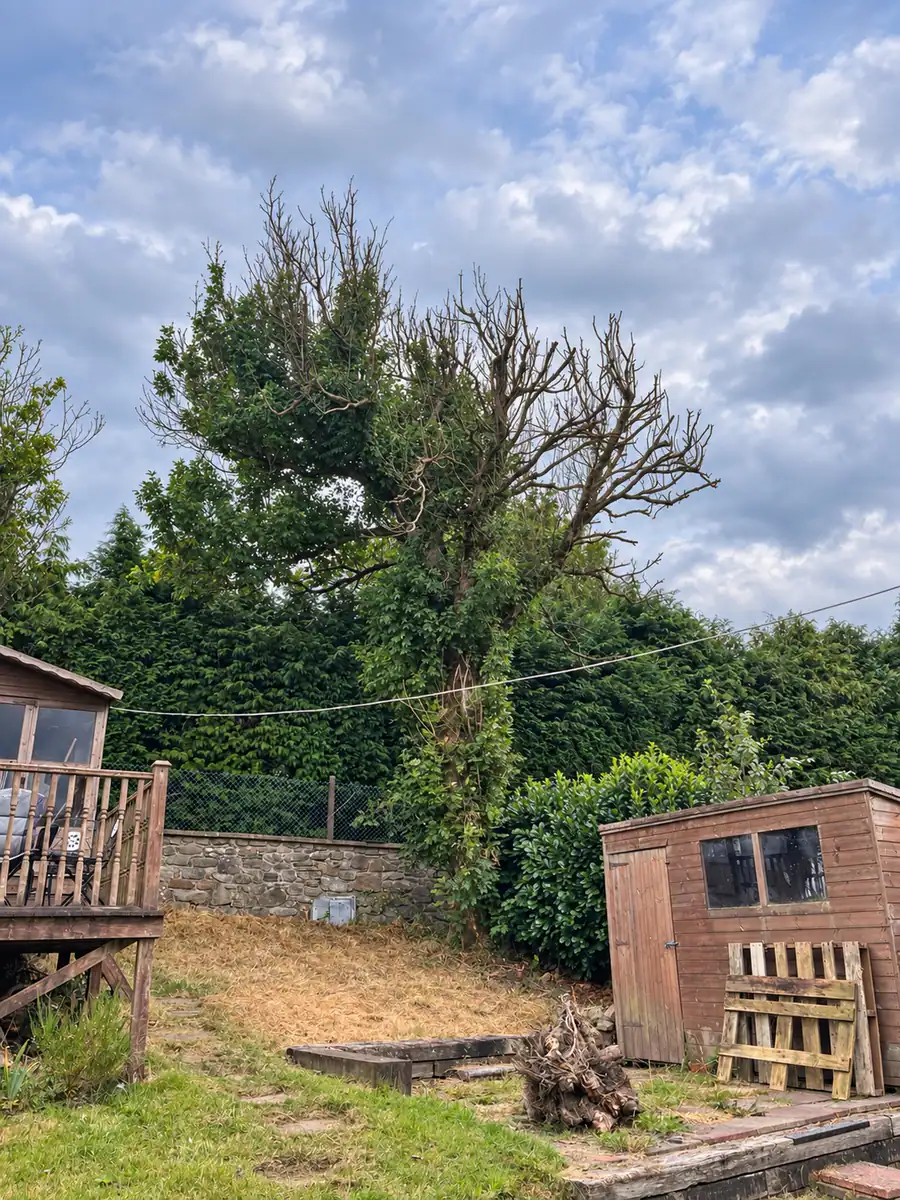 Before tree removal: large tree beside garden buildings
