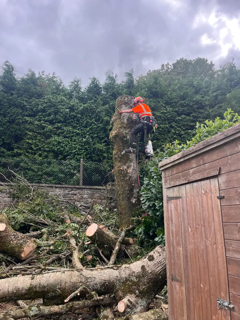 Climber working on a tree removal beside a garden building