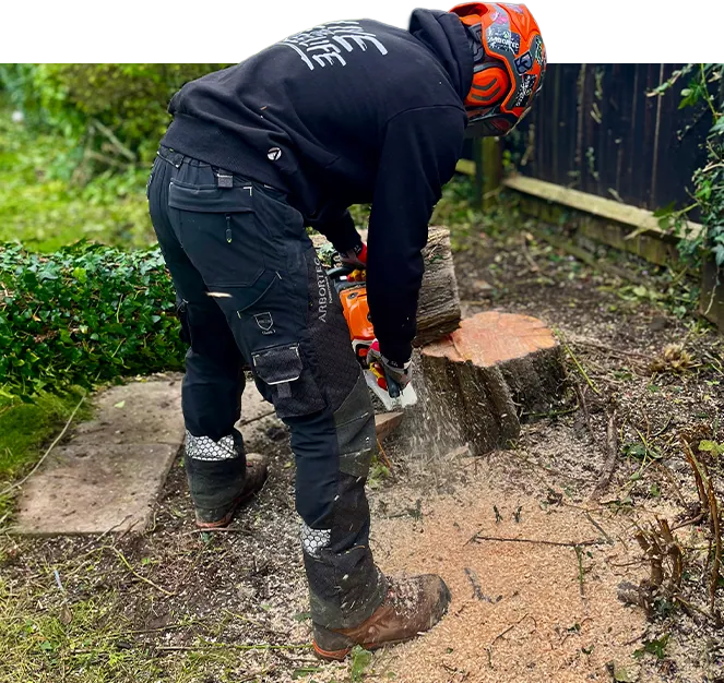 Tree surgeon in protective equipment cutting a stump