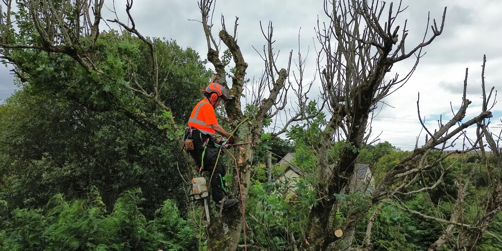 Tree climber carrying out professional tree surgery
