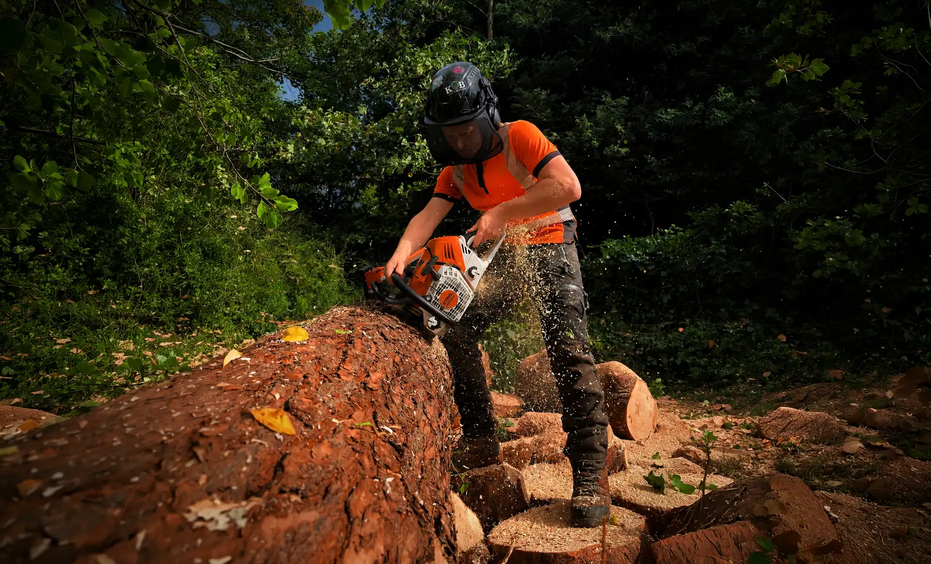 KB Trees & Grounds tree surgeon using a chainsaw to cut a felled tree