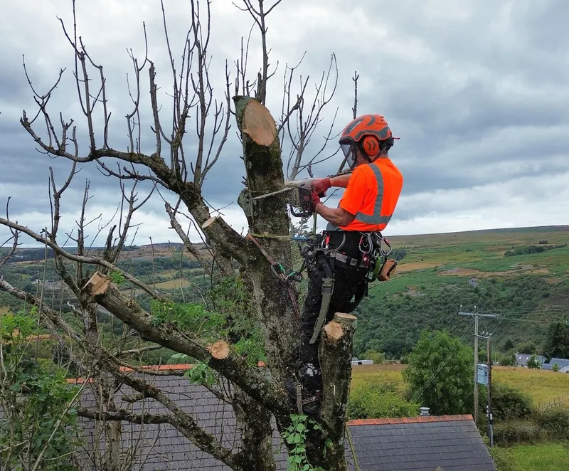 Qualified tree surgeon dismantling a tree using a climbing harness