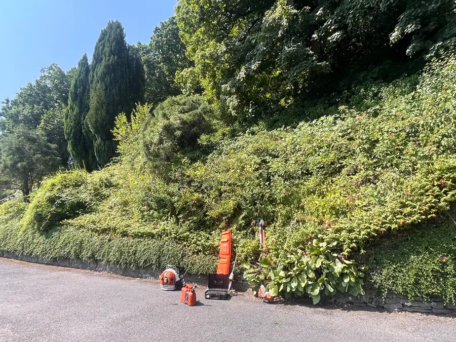 Before vegetation management: overgrown roadside bank