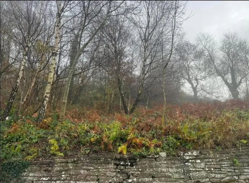 Before vegetation clearance: overgrown woodland bank above a stone wall