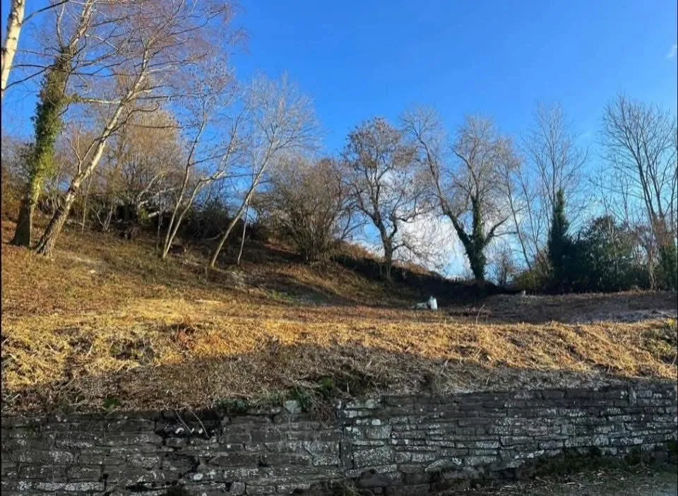 After: Cleared vegetation beneath established trees beside a stone wall