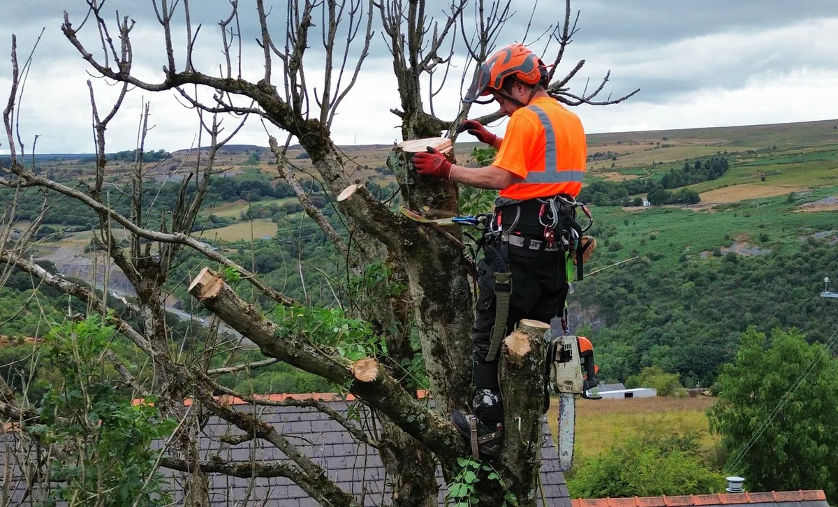 Tree surgeon pruning branches while secured with climbing equipment