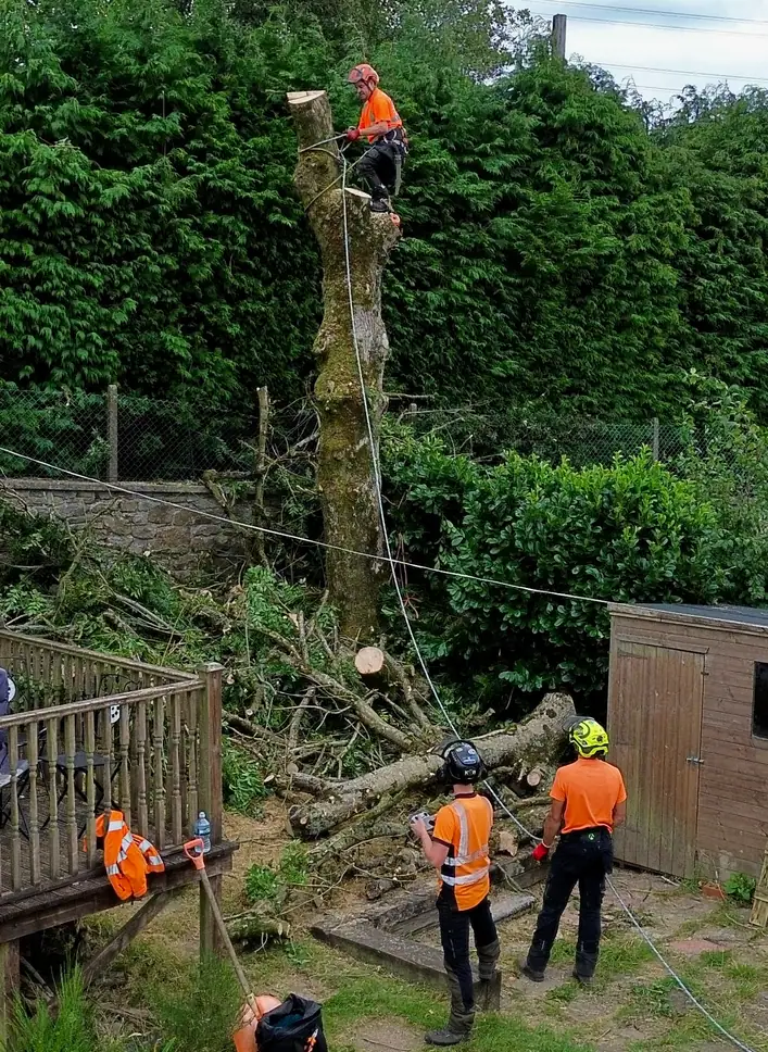 Climber and ground team carrying out a tree removal in a garden